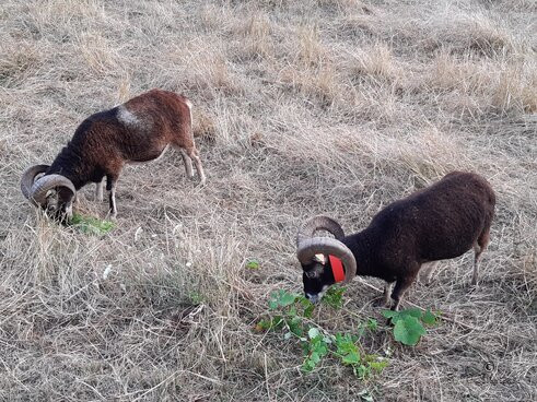 Savane picarde Savane picarde