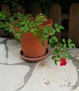 Sauvetage florale Sauvetage florale