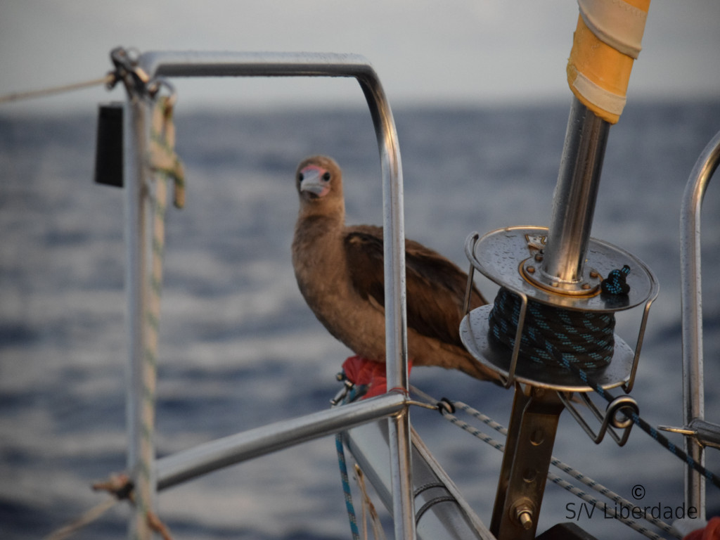 Visiteur fou pieds rouges