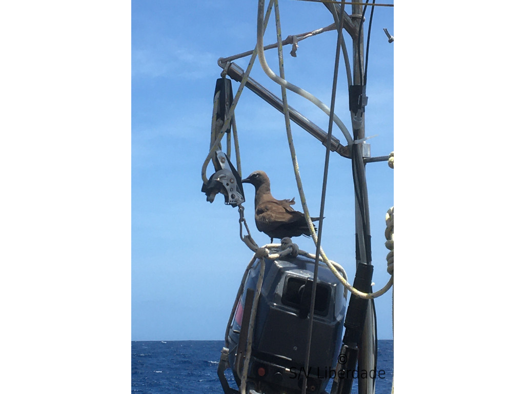 Visiteur Fou clandestin