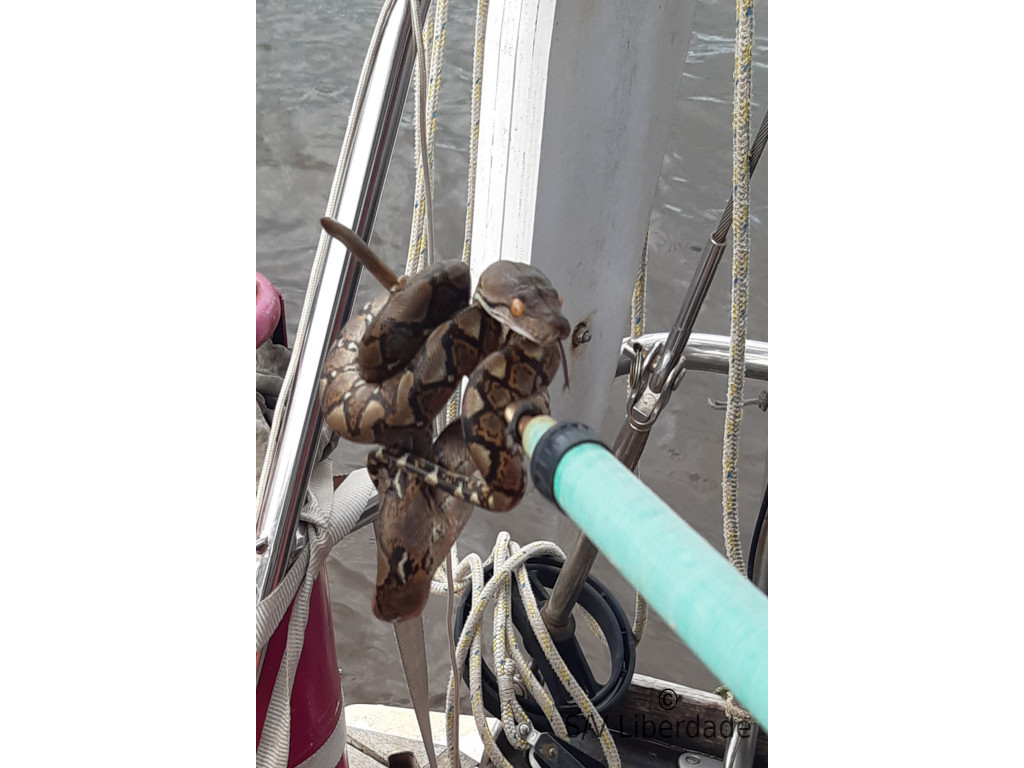 python réticulé visiteur