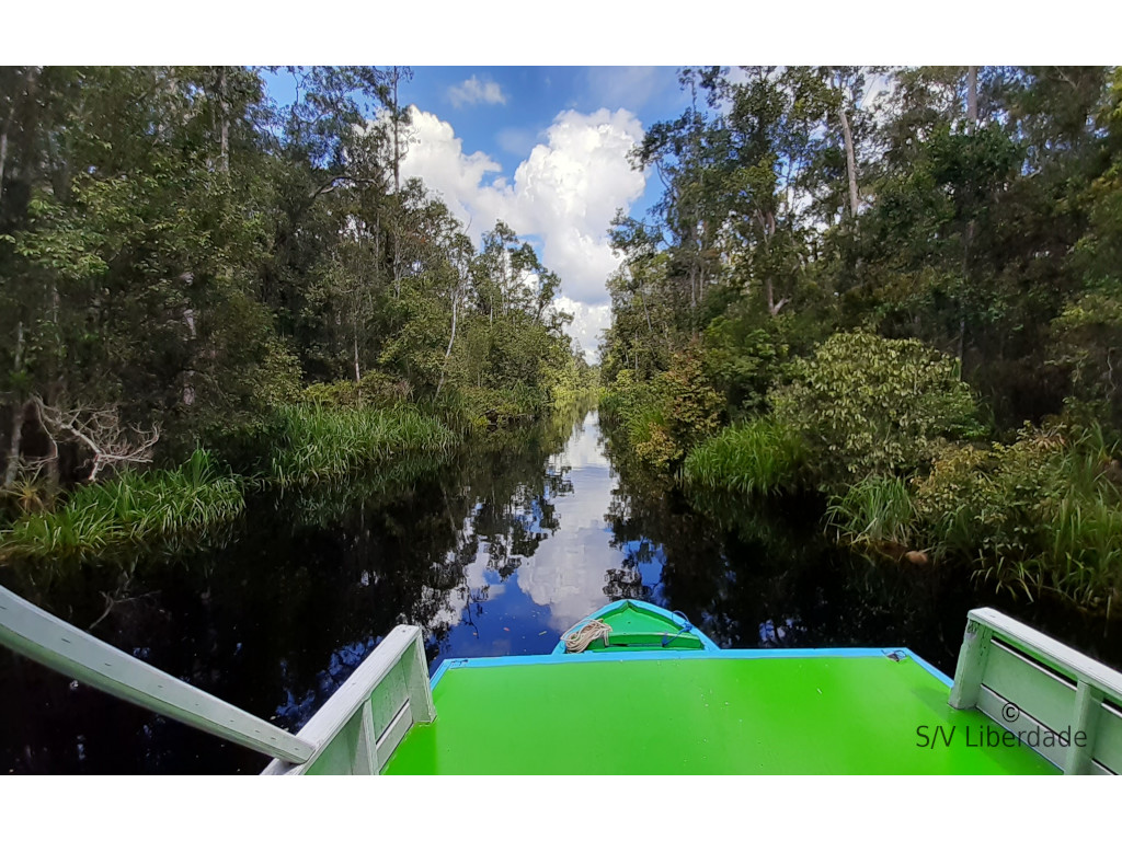 Tanjung Puting Nat. Park - Bornéo