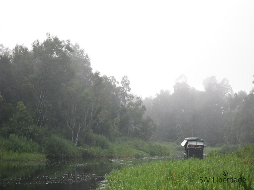 Nature Gorille dans la brume