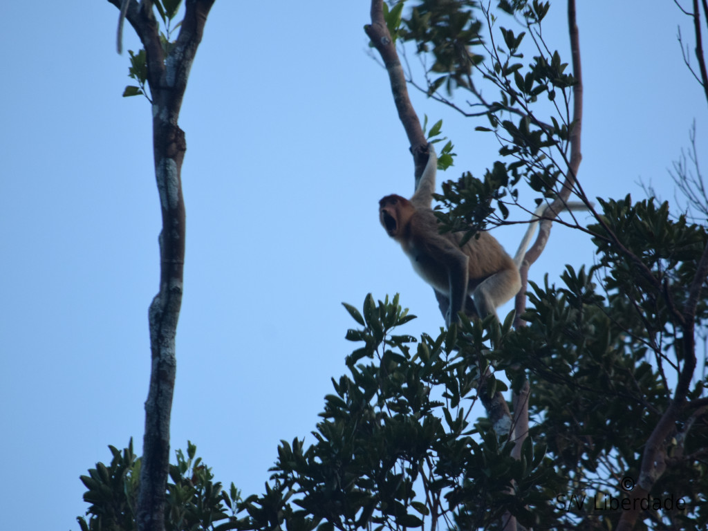 singe au crepuscule - Bornéo