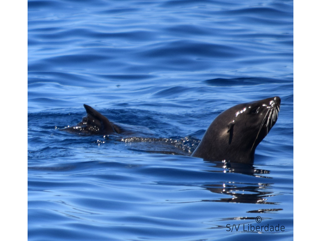 Otaries du Cap - RSA