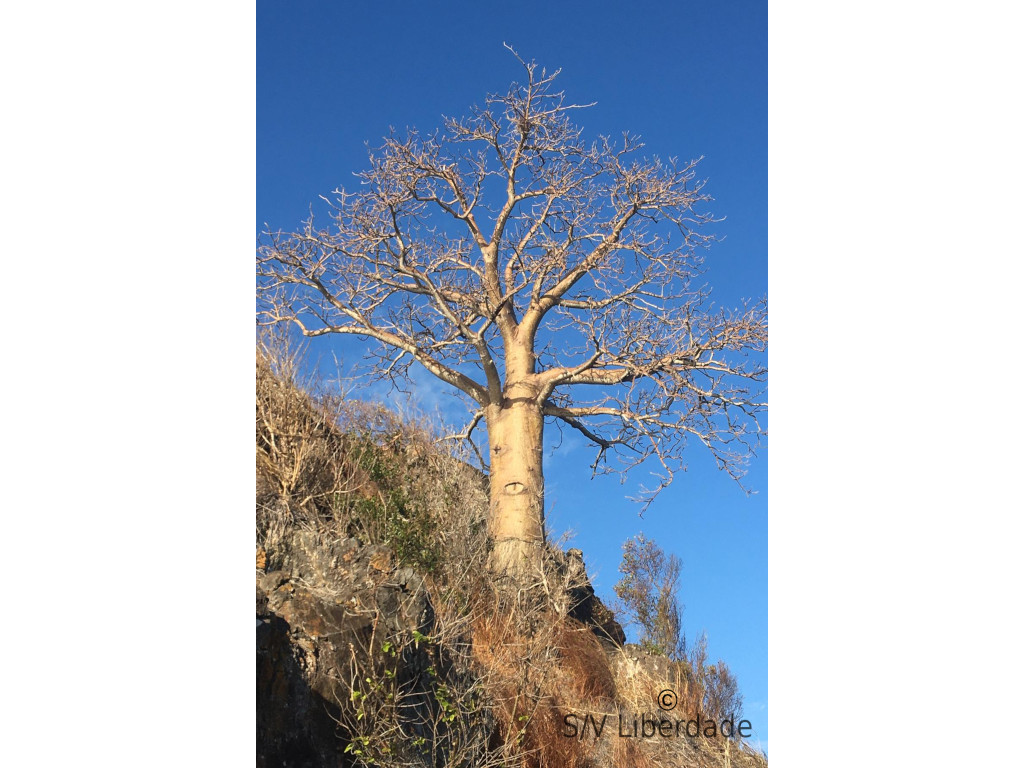 Baobab Mayotte