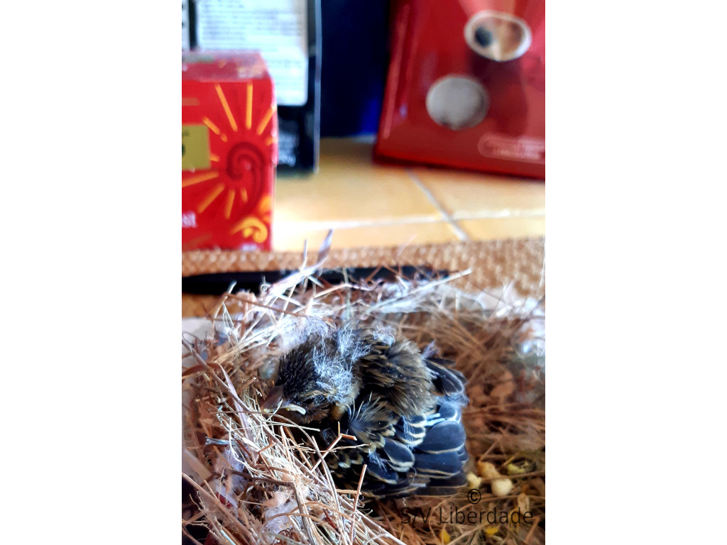 Titeuf Jambe de bois Titeuf