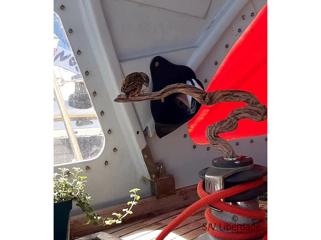 Titeuf sur son perchoir Titeuf sur son perchoir