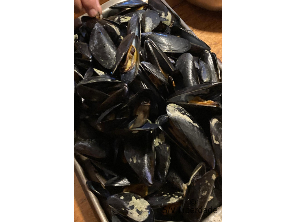 Moules de Namibie