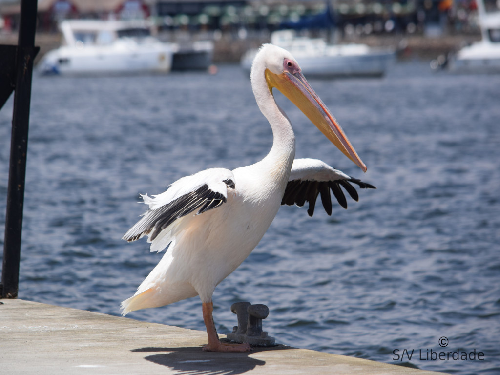 Pelican
